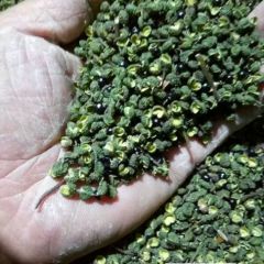 重庆江津出售 生青花椒 干花椒