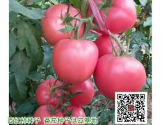 硬粉番茄种子，荷兰进口西红柿种子，番茄种子