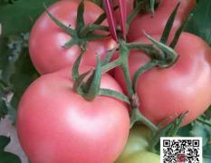 海淀六里桥大果型番茄种子易栽培管理