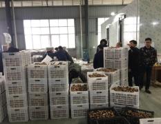湖北荆州有大量鲜品花菇、香菇供应