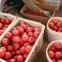 2018红山西红柿 普罗旺斯柿子，集中产地