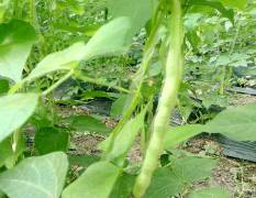 邳州四季豆刚开始上市，都在二十厘米以上