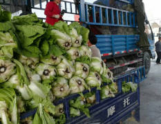 兰陵菊锦大白菜，即将大量上市