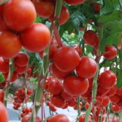 浙江平阳硬粉西红柿果型好，个头均匀