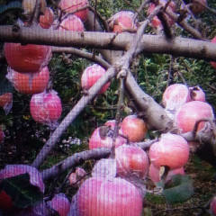 自家苹果属于临猗坡上苹果