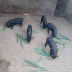 安丘大汶土杂猪特种黑猪，粮食猪