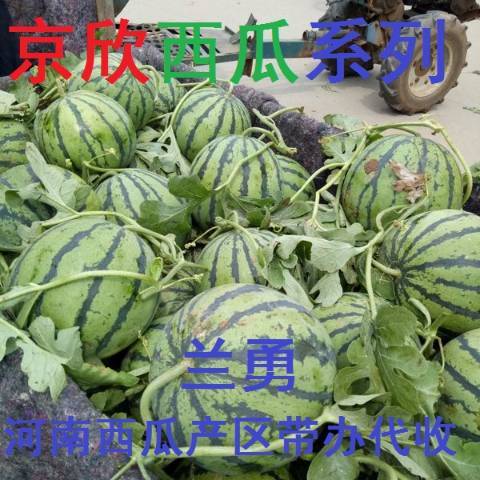 冠龙价格