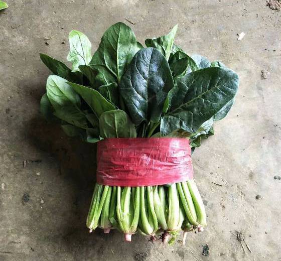 2018年山东金乡大叶菠菜价格