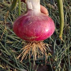 聊城二红洋葱预售中，扁行半高桩