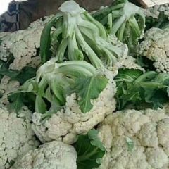 铜山区黄集镇元庙村有机散花