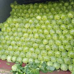 2018饶阳圆白菜大量上市，颜色好看