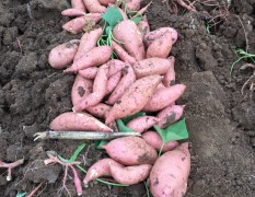 湖北宜城本地红薯苗已经可以出苗了
