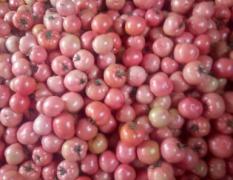 海阳硬粉西红柿，普罗旺斯西红柿上市