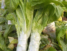 台儿庄白皮莴苣 本人种植蔬菜大户