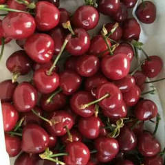 大荔樱桃欢迎合作 陕西大棚樱桃已经上市