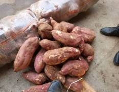 临沭本人常年代购代销各个品种红薯