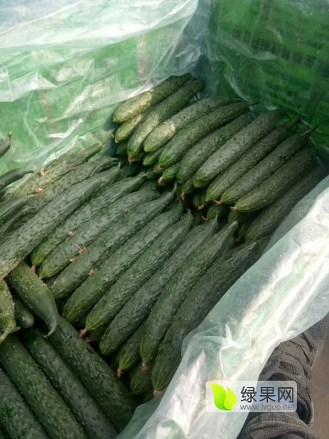 2018年山东兰陵德瑞特721黄瓜价格