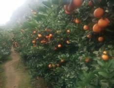 阳朔夏橙上市了，产地大量供应夏橙