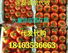 聊城大红西红柿，大量上市，实力代收