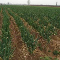 山西襄汾本地大葱品质好，价格低