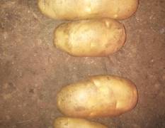 多伦土豆自存二三两好荷兰，沙土地