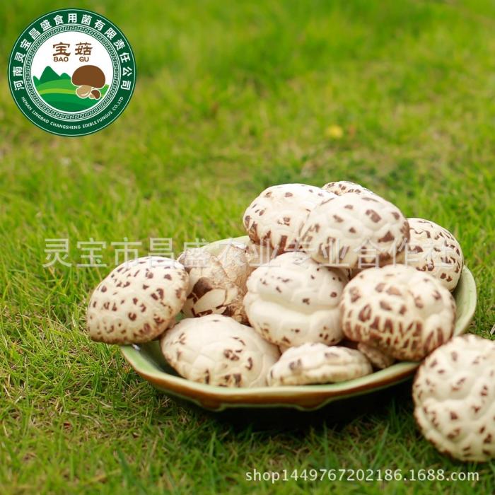 干香菇批发 小花菇——香菇中的精品