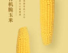 2018福田鲜玉米充分保障货品供给