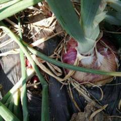 云南施甸红皮洋葱 栽种紫皮洋葱300余亩