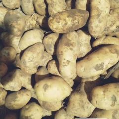 河北围场土豆荷兰十五，荷兰十四