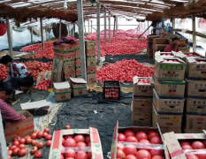 费县硬粉西红柿大量上市，好货，精品