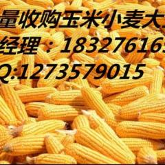 汉川农场养殖合作社常年收购：玉米