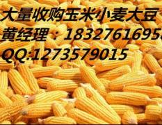 汉川农场养殖合作社常年收购：玉米