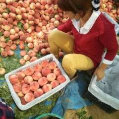 陕西省冷库红富士最新批发行情