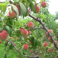 乐亭油桃 本人代收各种瓜果蔬菜