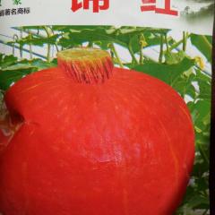 乌拉特前旗我处长年供应日本南瓜种子。