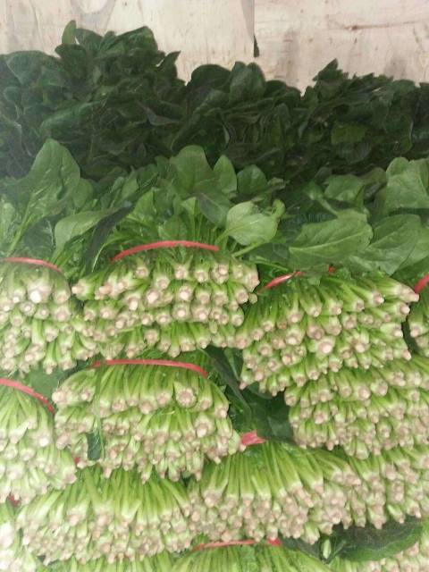 2018年山东阳谷大叶菠菜价格