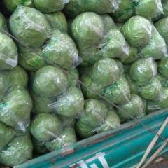 郯城中甘21甘蓝质量好，价格优