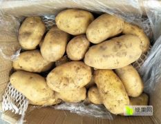 2018莱州正宗正宗荷兰优质大土豆