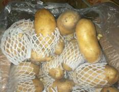 平度荷兰十五土豆大量出库，价格冰点，