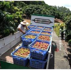 文昌自家果园50亩妃子笑，支持一件代发