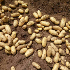 2018滕州土豆 大量供应滕州春秋土豆