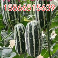 山东潍坊甜瓜 博洋9甜瓜