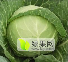 江苏省徐州市沛县甘蓝基地