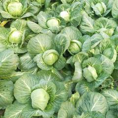 山东省泗水县甘蓝大量上市