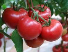 夏邑胡桥乡西红柿，即将大量上市，欲购从速！