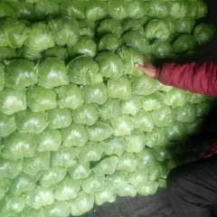 饶阳甘蓝精诚合作，诚信经营！