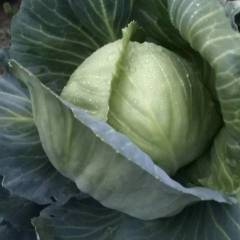 河南新野厚叶甘蓝大量上市