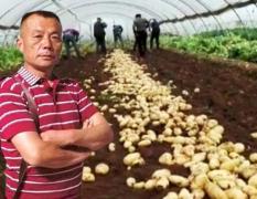 中国土豆种植基地，山东滕州