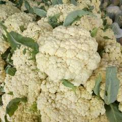 江苏沛县白面青梗松花菜菜花热销上市中