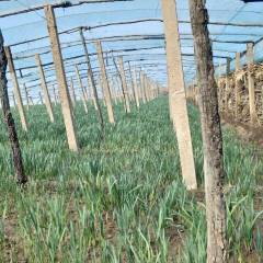 辽宁清河大量出售大棚韭菜,口感好